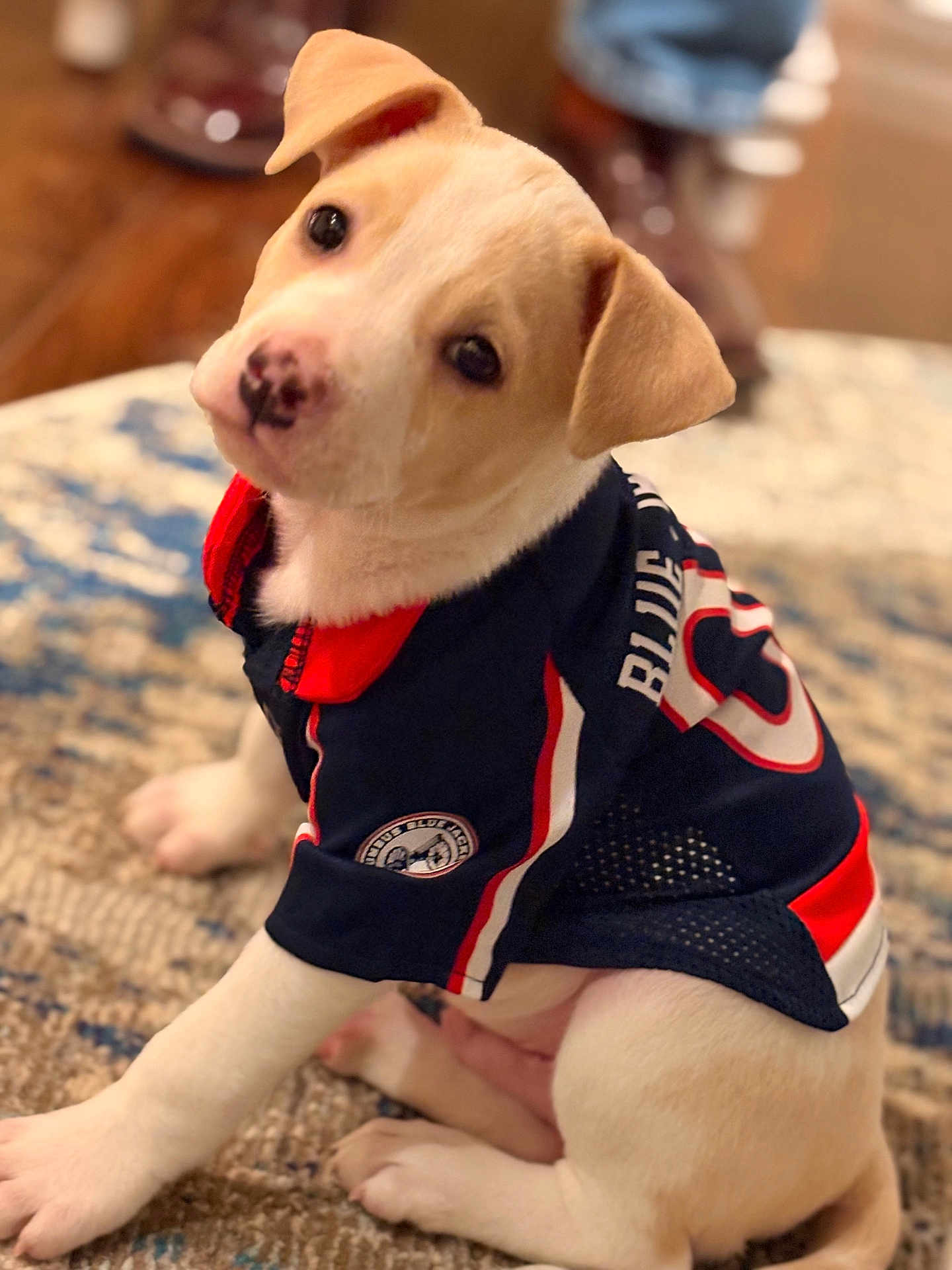 Jet joined the competition — help win amazing prizes! puppy, dog, pet, animal, jersey, clothing, cute, indoor, carpet, sitting, white, brown, ears, face, young, adorable, looking_up, portrait, domestic_animal, fur