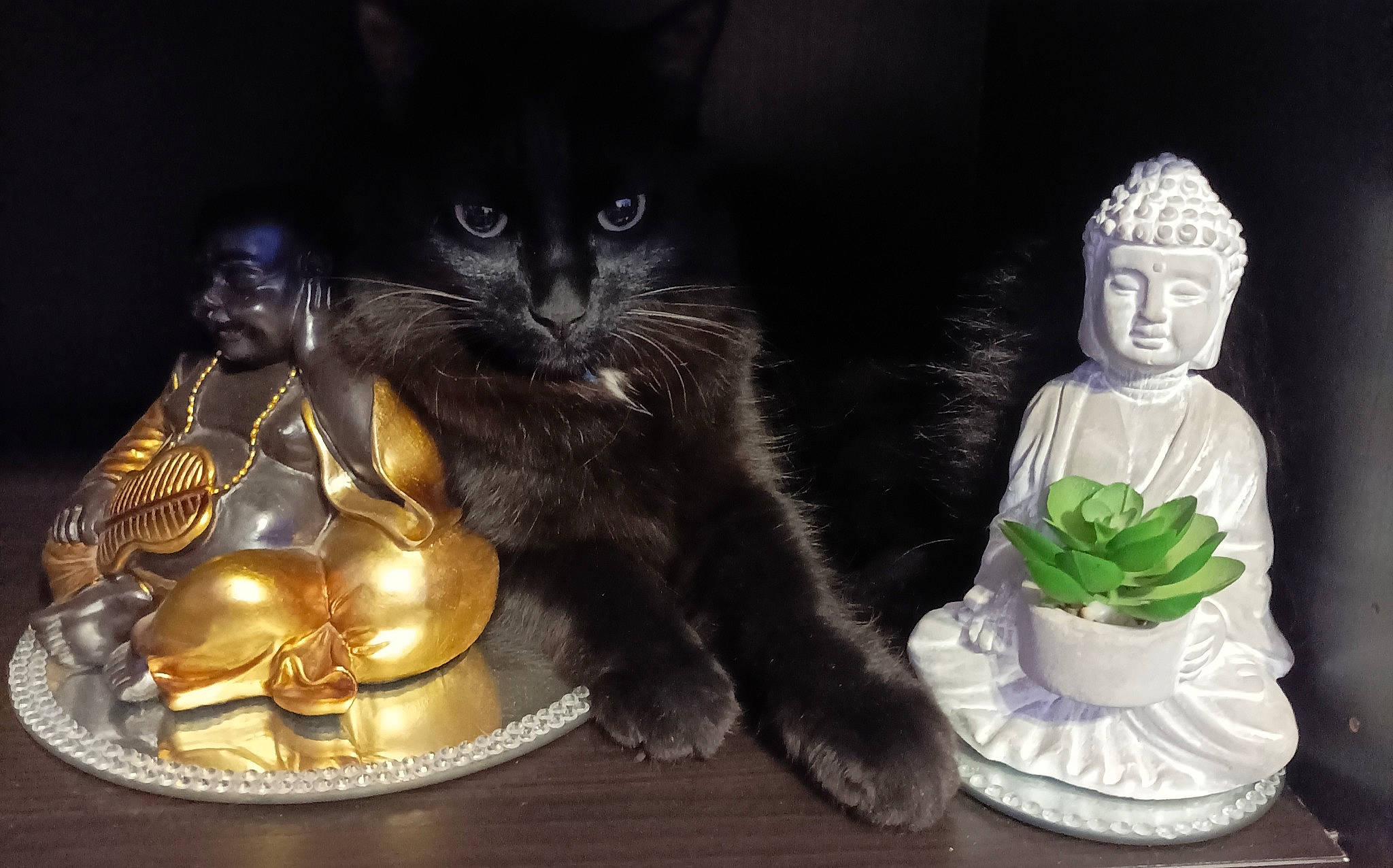 Noé participe au concours pour gagner de l'argent avec cette photo : art, carnivore, cat, costume_hat, darkness, domestic_short_haired_cat, event, felidae, fur, hat, headgear, metal, paw, sculpture, serveware, sitting, small_to_medium_sized_cats, still_life_photography, toy, whiskers