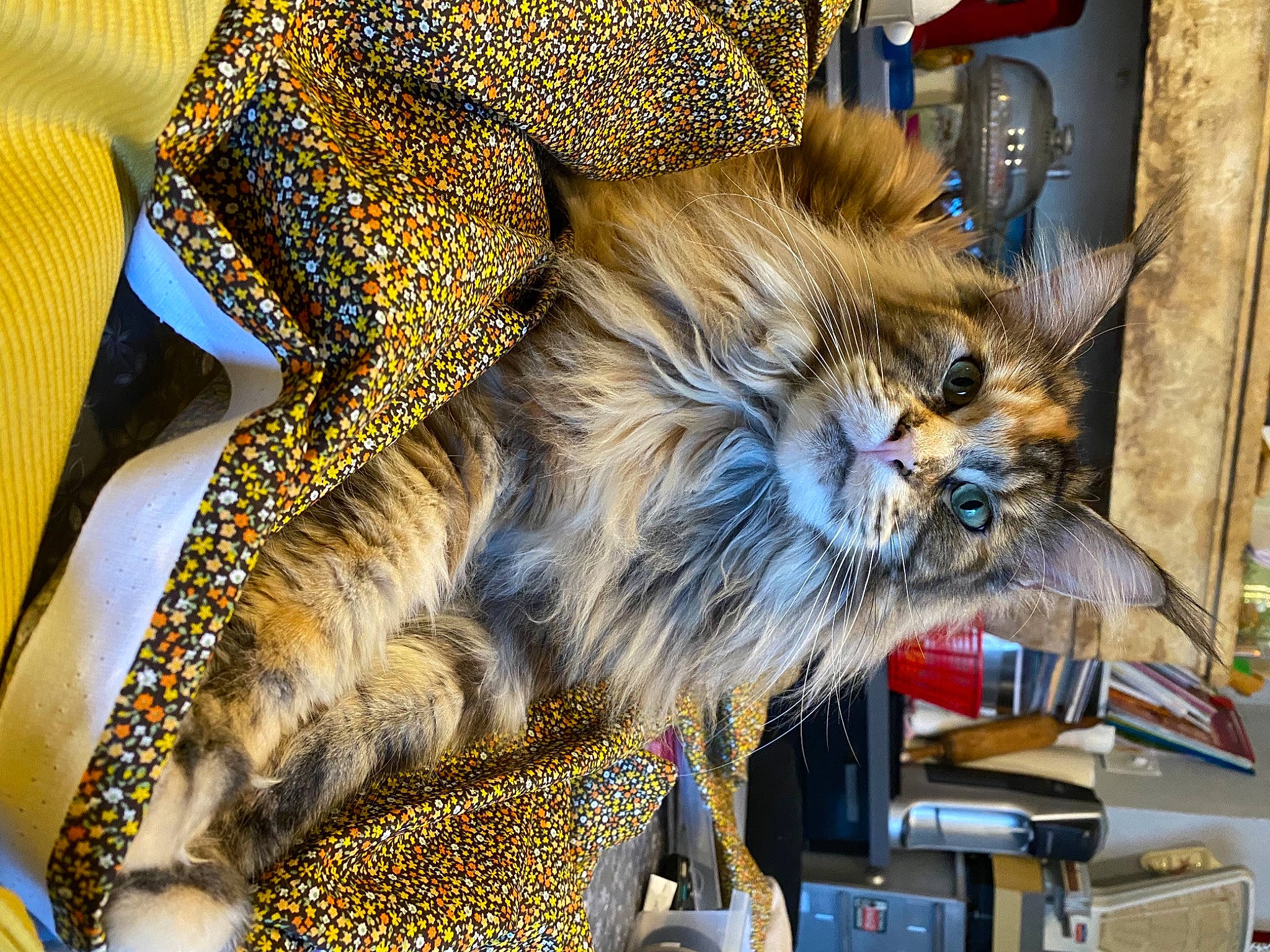 Romy participe au concours pour gagner de l'argent avec cette photo : art, big_cats, carnivore, costume, electric_blue, event, fashion_accessory, fashion_design, feather, felidae, fiction, fur, fur_clothing, metal, small_to_medium_sized_cats, snout, terrestrial_animal, textile, whiskers, wildlife