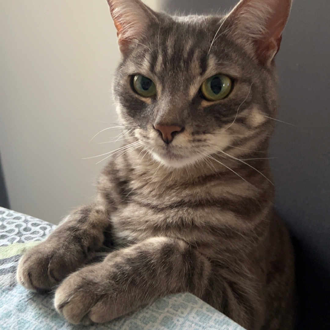 Tigris a rejoint le concours — aidez-le/la à gagner de superbes lots ! abyssinian, angora, animal, blanket, cat, chair, computer, couch, egyptiancat, electronics, furniture, kitten, laptop, manx, pc, pet, text