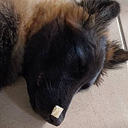 Aïka participe au concours pour gagner de l'argent avec cette photo : dog, sleeping, floor, tile, fur, nose, food, pet, animal, resting, cute, closeup, indoor, brown, black, whiskers, calm, domestic, canine, peaceful