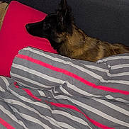 Aïka a rejoint le concours — aidez-le/la à gagner de superbes lots ! bed, bedding, black_dog, brown_dog, canine, comfort, cozy, dog, domestic, fur, furniture, headboard, indoor, pet, pillow, red_pillow, resting, side_view, sleepy, striped_bedding