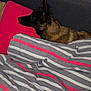 bed, bedding, black_dog, brown_dog, canine, comfort, cozy, dog, domestic, fur, furniture, headboard, indoor, pet, pillow, red_pillow, resting, side_view, sleepy, striped_bedding