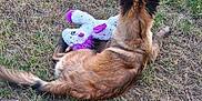 Aïka participe au concours pour gagner de l'argent avec cette photo : dog, grass, outdoor, toy, stuffed_animal, unicorn, brown_fur, animal, pet, playful, nature, field, lying_down, back_view, fluffy, colorful, purple, rainbow, summer, daytime