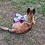 dog, grass, outdoor, toy, stuffed_animal, unicorn, brown_fur, animal, pet, playful, nature, field, lying_down, back_view, fluffy, colorful, purple, rainbow, summer, daytime
