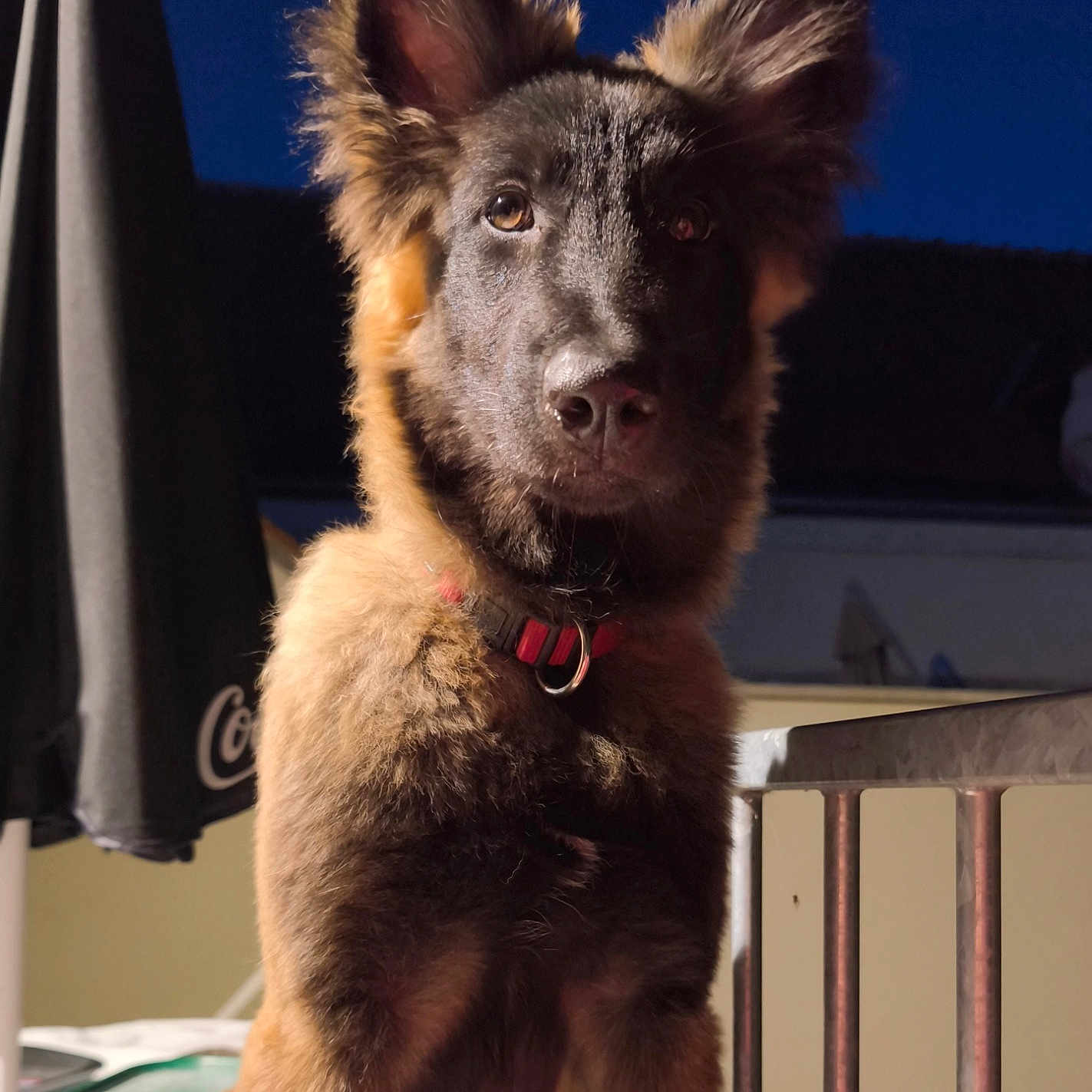 Aïka participe au concours pour gagner de l'argent avec cette photo : animal, black, brown, canine, closeup, collar, dog, domestic_animal, ears, evening, face, fence, fur, looking, night, outdoor, pet, portrait, railing, serious