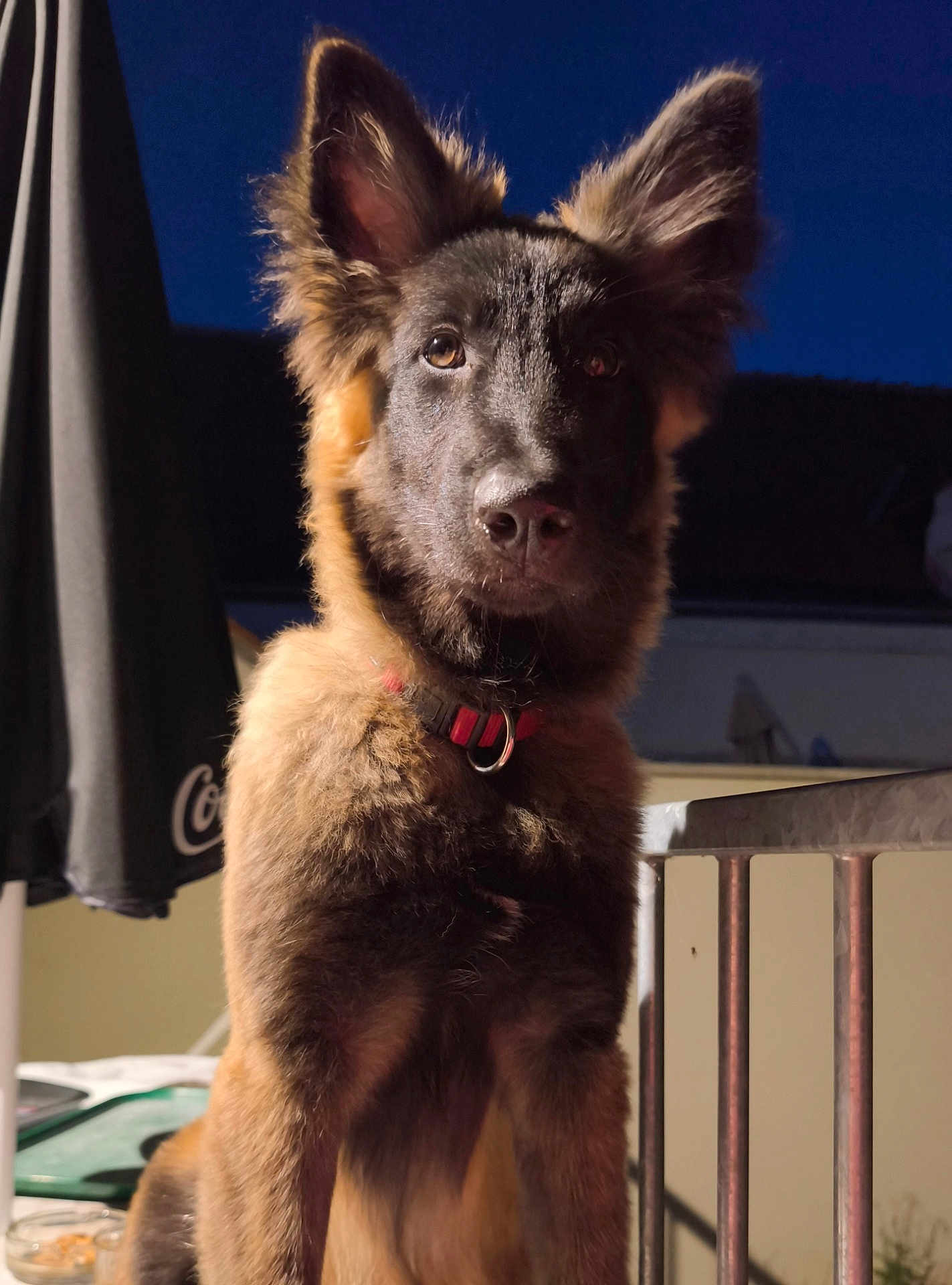 Aïka participe au concours pour gagner de l'argent avec cette photo : dog, pet, animal, portrait, outdoor, evening, fence, railing, ears, fur, collar, brown, black, face, looking, canine, domestic_animal, closeup, serious, night
