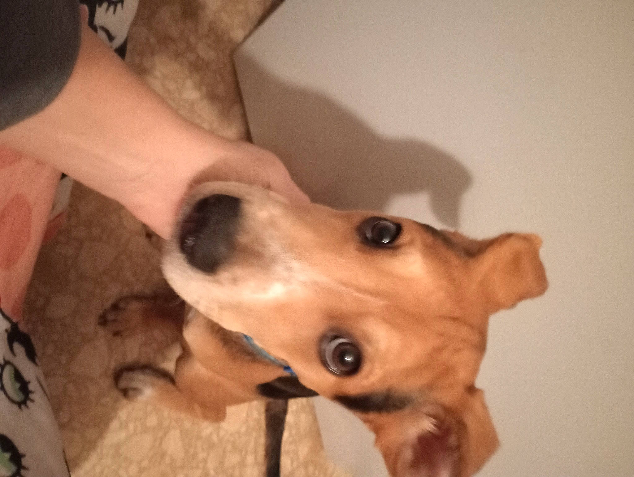 Charles joined the competition — help win amazing prizes! canidae, carnivore, companion_dog, dog, dog_breed, ear, eyelash, fawn, fur, gesture, guard_dog, nail, non_sporting_group, puppy, retriever, snout, sporting_group, whiskers, wood, working_animal