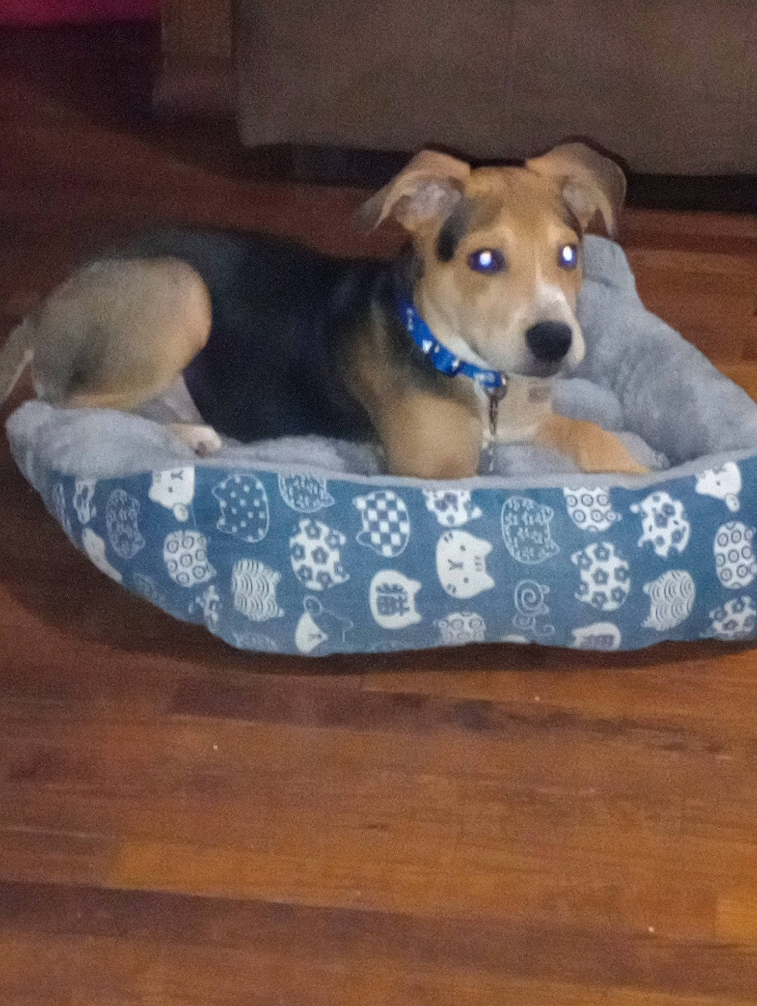 Charles is registered to the contest to win money with this photo: canidae, carnivore, cat_supply, collar, comfort, companion_dog, couch, dog, dog_bed, dog_breed, dog_collar, dog_supply, fawn, hardwood, pet_supply, sofa_bed, sporting_group, studio_couch, wood, working_animal