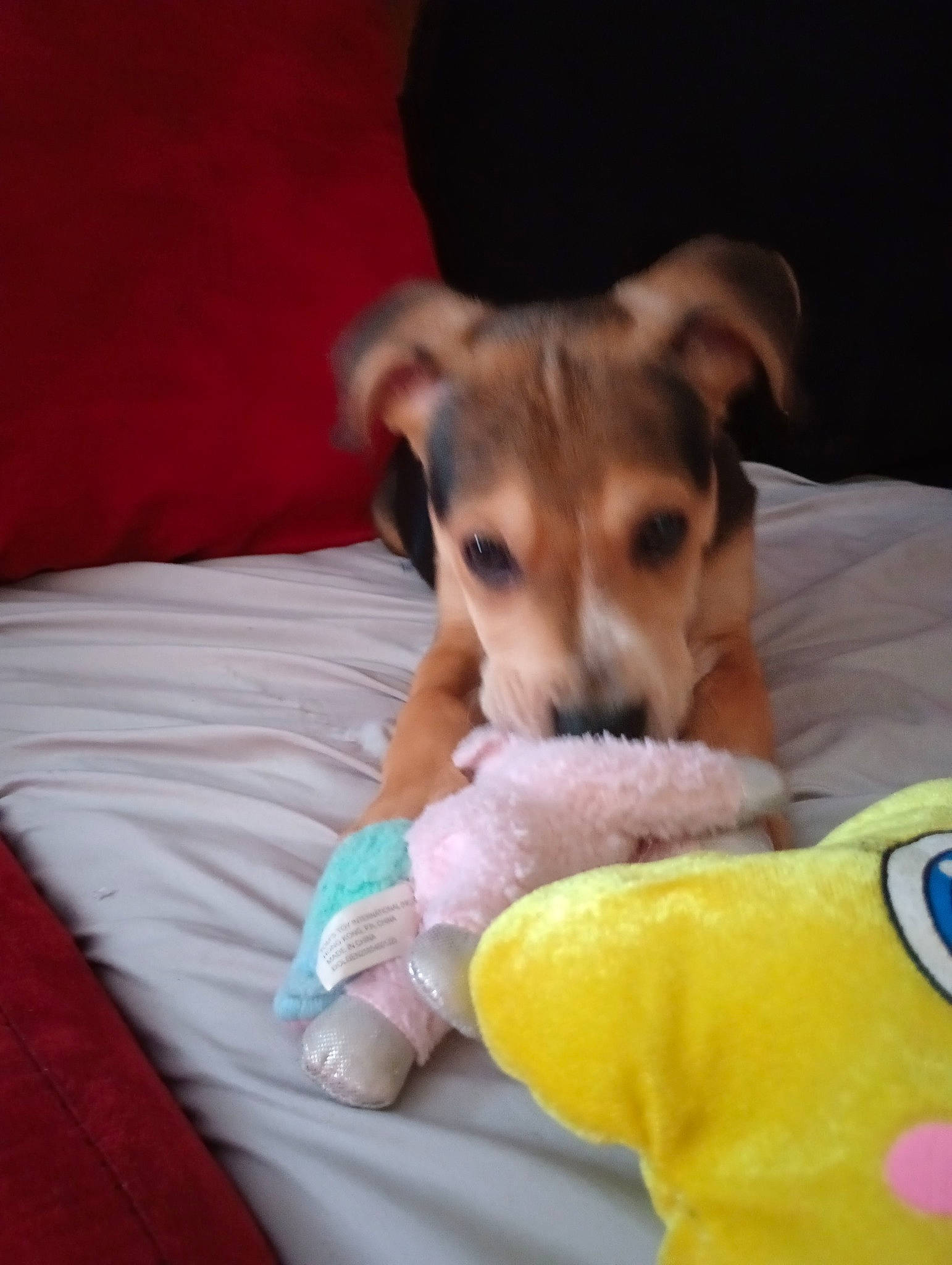 Charles joined the competition — help win amazing prizes! bed, blanket, canidae, carnivore, comfort, companion_dog, dog, dog_breed, dog_supply, fawn, fur, linens, paw, plush, puppy, sporting_group, stuffed_toy, toy, toy_dog