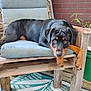 rottweiler, puppy, dog, chair, wooden_furniture, cushion, outdoor, brick_wall, plant, paws, relaxed, pet, animal, floor_rug, green, brown, black, tan, looking_at_camera, domestic_animal