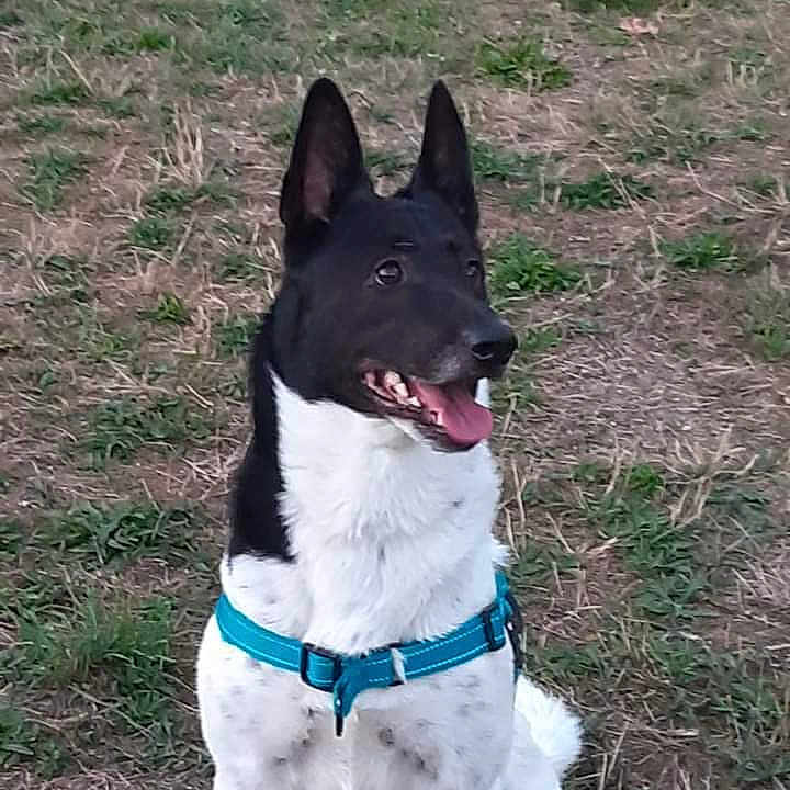 Olga a rejoint le concours — aidez-le/la à gagner de superbes lots ! accessories, animal, ball, bostonbull, bulldog, canine, collar, dog, football, germanshepherd, grass, husky, leash, pet, plant, puppy, soccer, soccerball, sport, strap