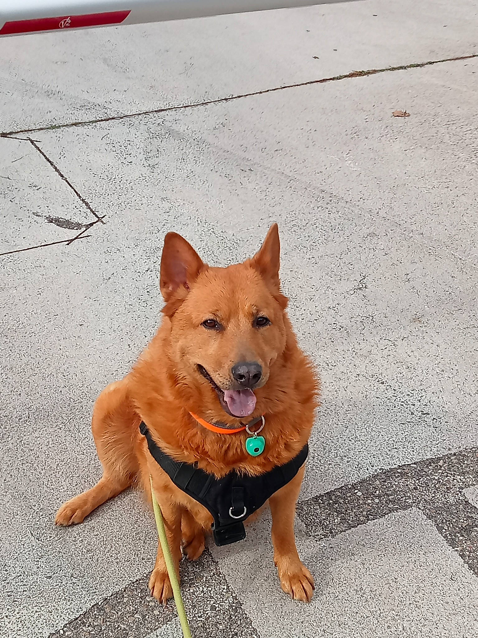 Maya participe au concours pour gagner de l'argent avec cette photo : ancient_dog_breeds, asphalt, canidae, carnivore, collar, companion_dog, concrete, dog, dog_breed, dog_collar, fawn, non_sporting_group, paw, road_surface, sporting_group, street_dog, tail, working_animal, working_dog