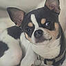 Snoopy a rejoint le concours — aidez-le/la à gagner de superbes lots ! dog, puppy, small_dog, black_and_white, tricolor, large_ears, portrait, close_up, looking_at_camera, brown_eyes, nose, whiskers, collar, dog_tag, bone_tag, indoor, pet, fur, sitting, cute