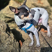 Snoopy participe au concours pour gagner de l'argent avec cette photo : dog, small_dog, tri_color, short_hair, pointed_ears, standing, outdoors, rocky_terrain, rocks, nature, blue_harness, collar, leash, pet, animal, portrait, side_profile, sunlight, blurred_background, adventure