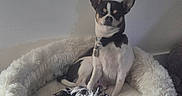Snoopy participe au concours pour gagner de l'argent avec cette photo : alert, black_white, bow_tie, brown_markings, chihuahua, collar, cute, dog, dog_toy, fluffy_bed, home, indoor, pet_bed, portrait, sitting, small_dog, stuffed_toy, tags, tuxedo_dog, upright