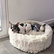 Snoopy participe au concours pour gagner de l'argent avec cette photo : alert, animal, black_and_white, chihuahua, cozy, dog, dog_toys, floor_tiles, floppy_ears, home, indoor, lying_down, pet, plush_bed, portrait, sleeping_bed, small_dog, stuffed_animal, white_fur, window