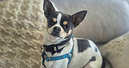 Snoopy a rejoint le concours — aidez-le/la à gagner de superbes lots ! dog, small_dog, chihuahua, pet, animal, sitting, couch, sofa, cushion, indoor, home, portrait, black_and_white, blue_harness, collar, ears, short_hair, serious_expression, cute, photography
