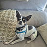 dog, small_dog, chihuahua, pet, animal, sitting, couch, sofa, cushion, indoor, home, portrait, black_and_white, blue_harness, collar, ears, short_hair, serious_expression, cute, photography