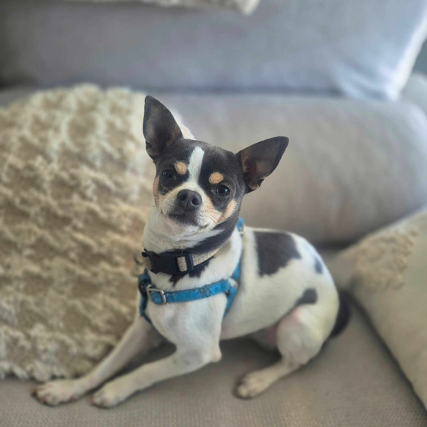 Snoopy a rejoint le concours — aidez-le/la à gagner de superbes lots ! dog, small_dog, chihuahua, pet, animal, sitting, couch, sofa, cushion, indoor, home, portrait, black_and_white, blue_harness, collar, ears, short_hair, serious_expression, cute, photography