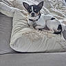Snoopy a rejoint le concours — aidez-le/la à gagner de superbes lots ! animal, black_and_white, blanket, chihuahua, collar, couch, cozy, dog, ears, floppy_fabric, home, indoors, lying_down, pet, pillow, portrait, relaxed, resting, small_dog, tag