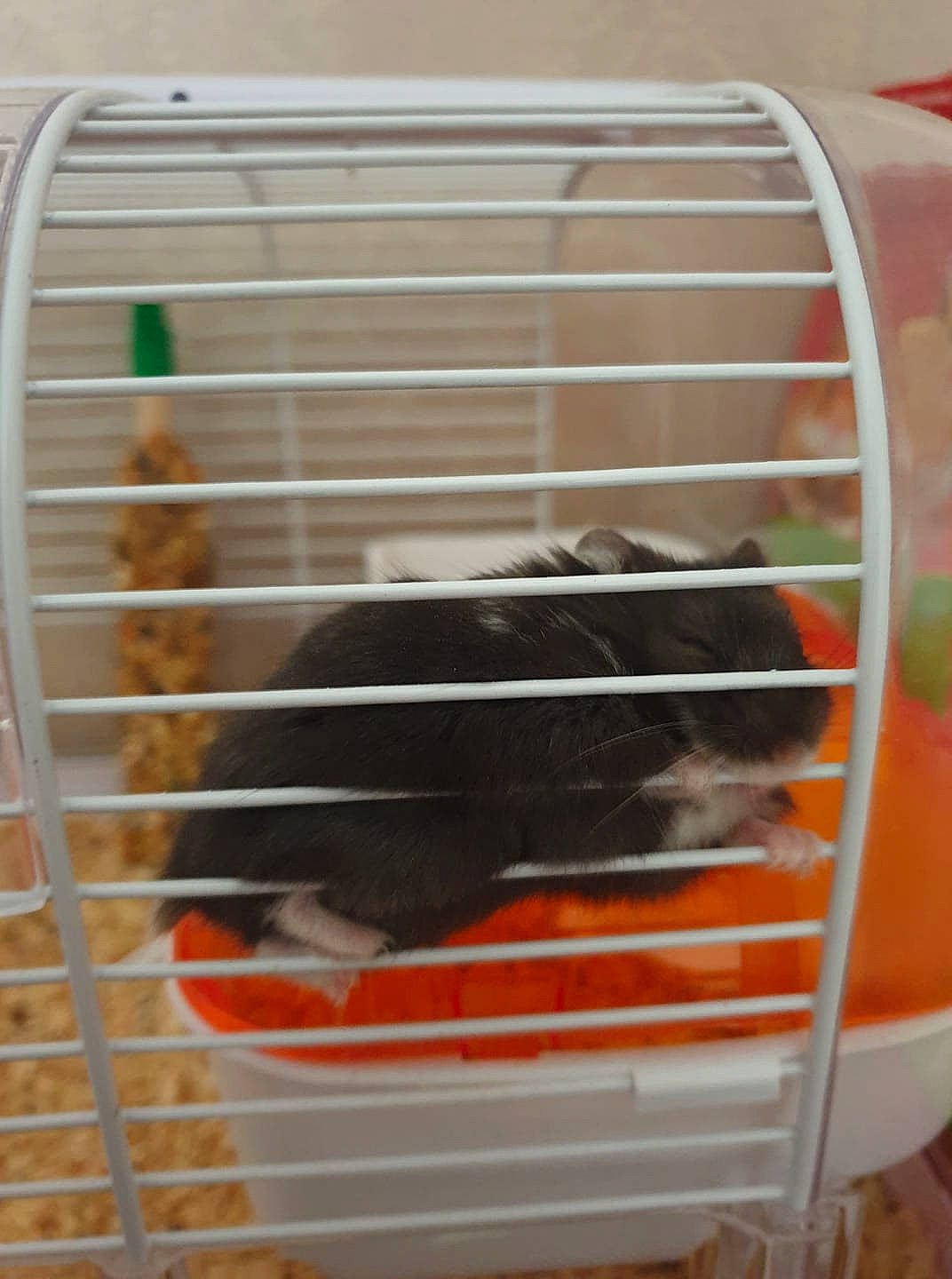 Oréo participe au concours pour gagner de l'argent avec cette photo : animal_shelter, cage, degu, gerbil, hamster, mouse, muridae, muroidea, rat, rodent