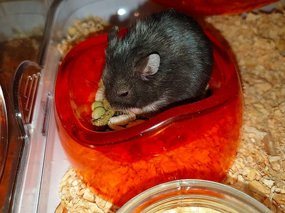 Oréo a rejoint le concours — aidez-le/la à gagner de superbes lots ! chinchilla, degu, dormouse, fawn, gerbil, hamster, mammal, mouse, muridae, muroidea, pest, rat, rodent, small_animal_food, whiskers