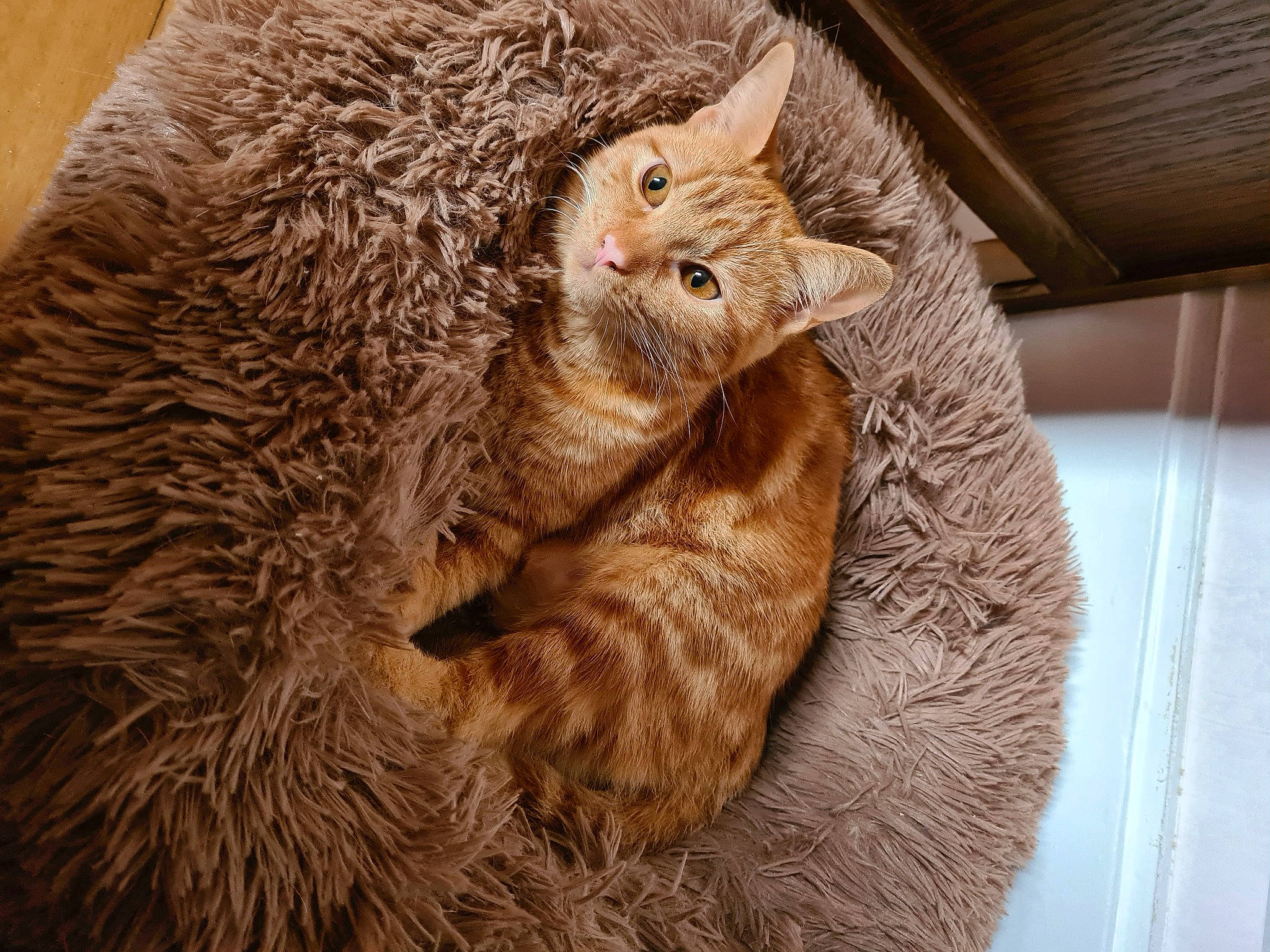 Tekyla a rejoint le concours — aidez-le/la à gagner de superbes lots ! carnivore, cat, claw, comfort, domestic_short_haired_cat, fawn, felidae, fur, nap, paw, sleep, small_to_medium_sized_cats, snout, tail, terrestrial_animal, whiskers, wildlife, wood