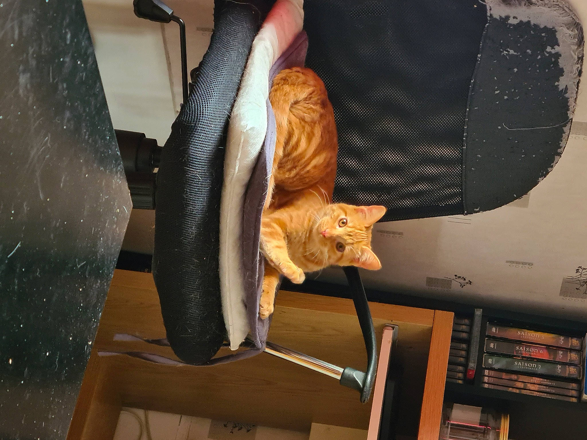 Tekyla participe au concours pour gagner de l'argent avec cette photo : armrest, auto_part, bag, car_seat, cat, chair, comfort, domestic_short_haired_cat, felidae, fur, human_leg, luggage_and_bags, personal_luxury_car, room, small_to_medium_sized_cats, tail, tire, vehicle_door, whiskers, wood