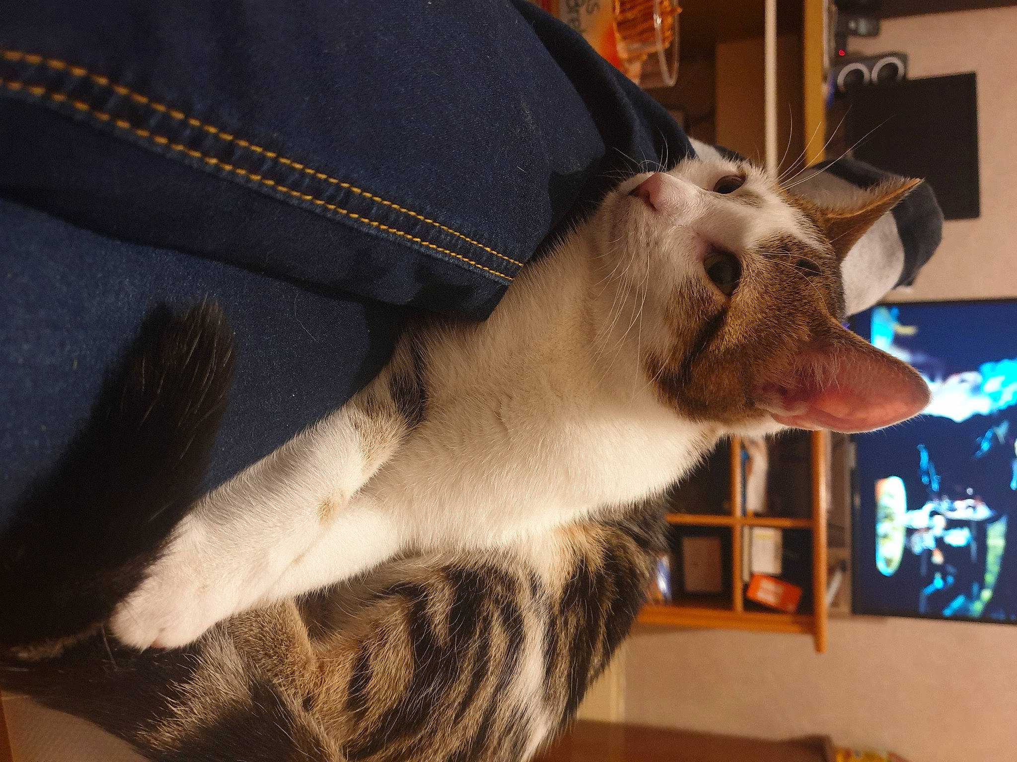 Rouxy participe au concours pour gagner de l'argent avec cette photo : carnivore, cat, ear, fawn, felidae, jaw, mammal, oriental_shorthair, small_to_medium_sized_cats, tail, whiskers