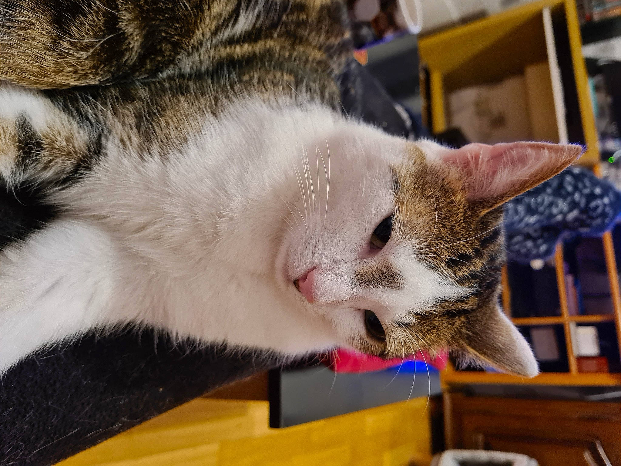 Rouxy participe au concours pour gagner de l'argent avec cette photo : carnivore, cat, cat_supply, claw, comfort, domestic_short_haired_cat, felidae, fur, paw, small_to_medium_sized_cats, snout, whiskers, wood