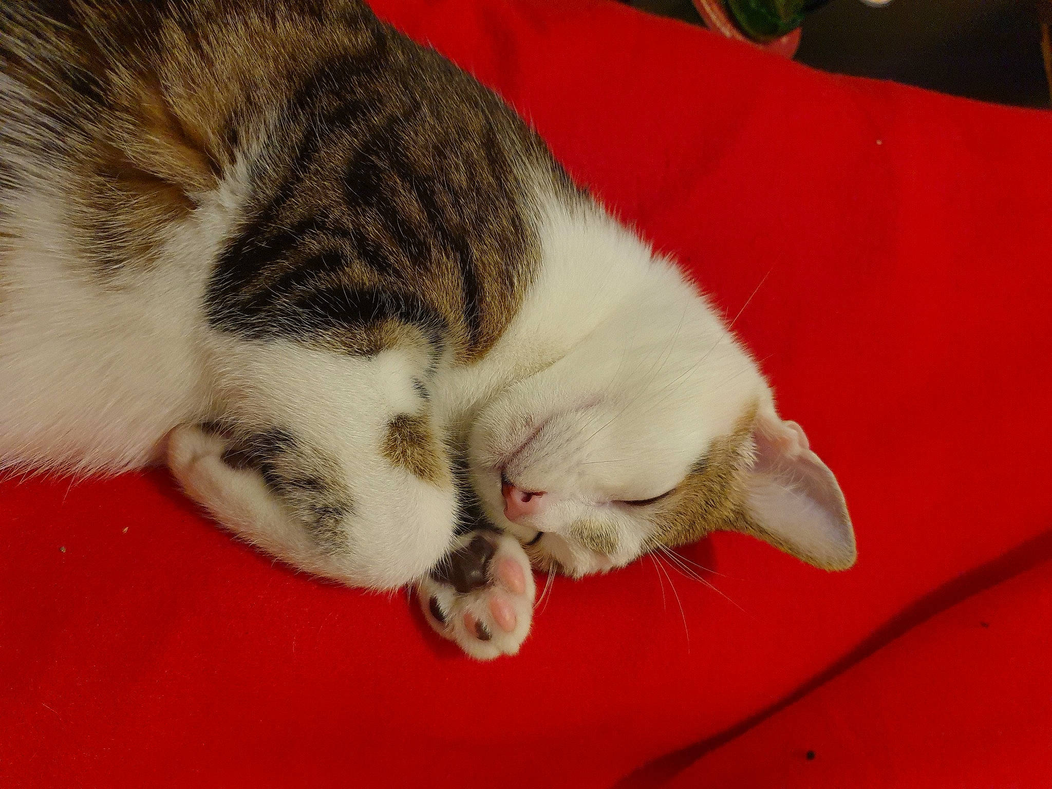 Rouxy participe au concours pour gagner de l'argent avec cette photo : aegean_cat, american_wirehair, carnivore, cat, claw, domestic_short_haired_cat, european_shorthair, felidae, fur, kitten, mammal, nap, paw, polydactyl_cat, sleep, small_to_medium_sized_cats, snout, whiskers