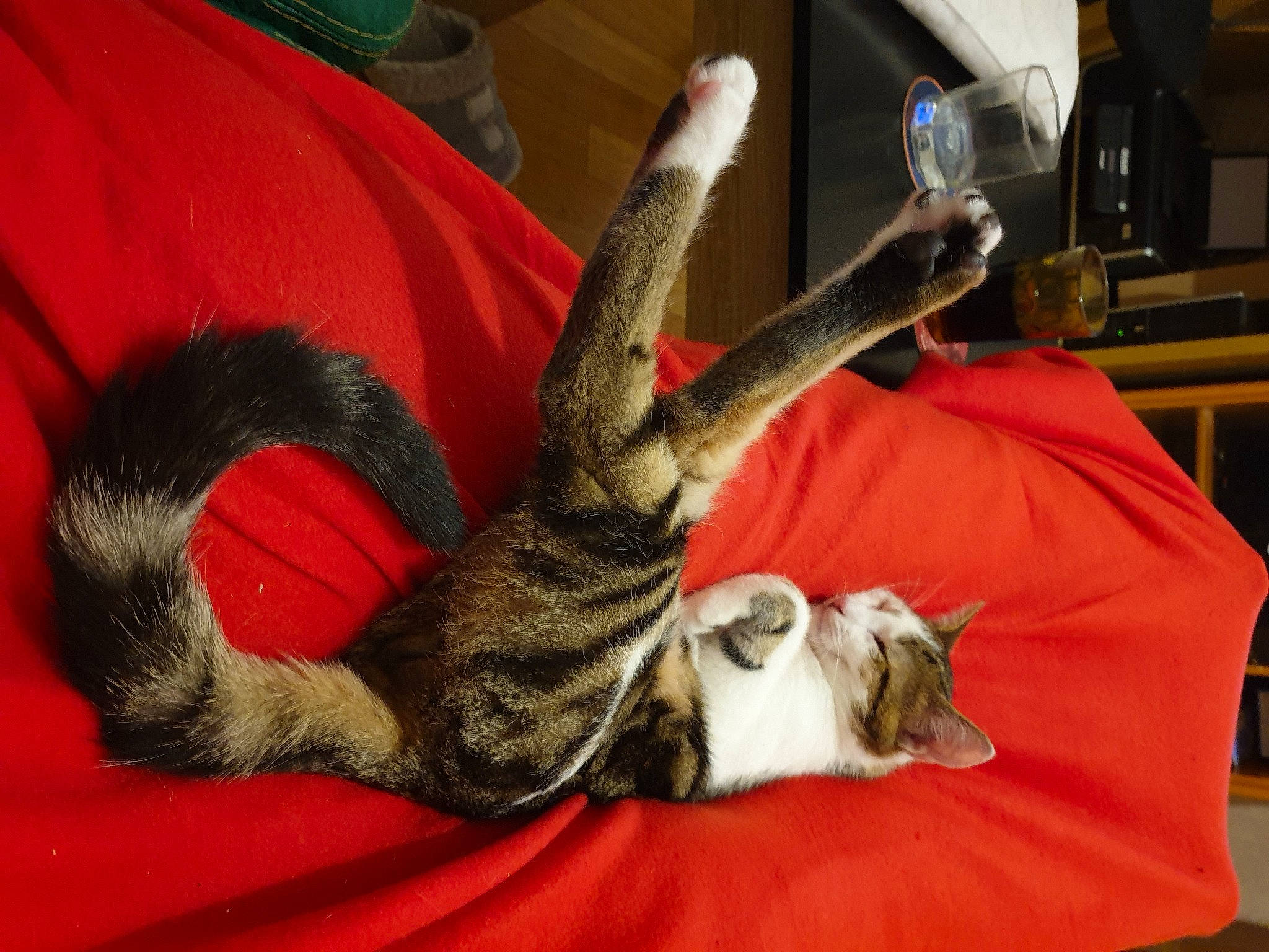 Rouxy participe au concours pour gagner de l'argent avec cette photo : carnivore, cat, claw, domestic_short_haired_cat, european_shorthair, felidae, fur, paw, small_to_medium_sized_cats, tail, whiskers