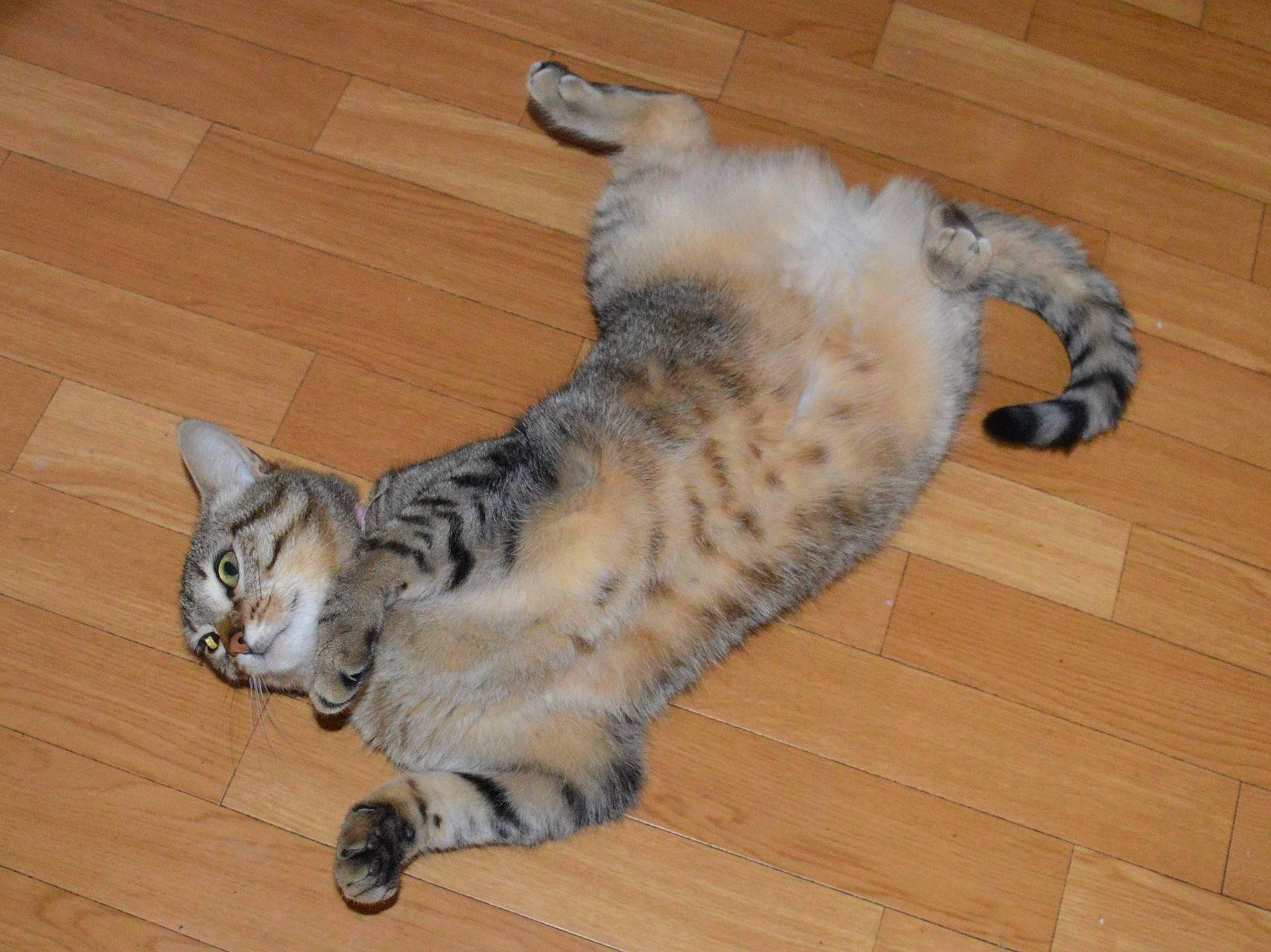 Malya a rejoint le concours — aidez-le/la à gagner de superbes lots ! asian, australian_mist, bengal, carnivore, cat, domestic_short_haired_cat, dragon_li, egyptian_mau, european_shorthair, felidae, mammal, ocicat, savannah, small_to_medium_sized_cats, sokoke, tabby_cat, tail, vertebrate, whiskers, wood