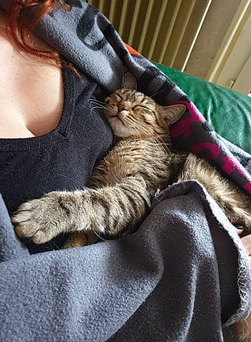 Malya a rejoint le concours — aidez-le/la à gagner de superbes lots ! american_shorthair, asian, carnivore, cat, claw, dragon_li, egyptian_mau, european_shorthair, fawn, felidae, fur, kitten, leg, nap, pixie_bob, small_to_medium_sized_cats, tabby_cat, tail, toyger, whiskers