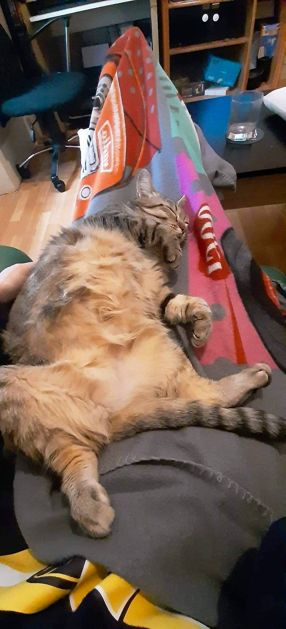 Malya participe au concours pour gagner de l'argent avec cette photo : canidae, carnivore, cat, dog_breed, ear, fawn, felidae, mammal, paw, small_to_medium_sized_cats, sporting_group