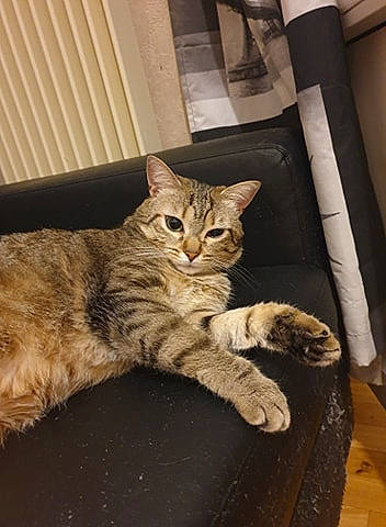 Malya participe au concours pour gagner de l'argent avec cette photo : american_shorthair, asian, australian_mist, bengal, california_spangled, carnivore, cat, domestic_short_haired_cat, dragon_li, european_shorthair, felidae, kitten, mammal, ocicat, pixie_bob, small_to_medium_sized_cats, tabby_cat, vertebrate, whiskers, wild_cat