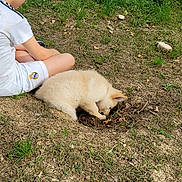 Cacahouète a rejoint le concours — aidez-le/la à gagner de superbes lots ! boy, child, puppy, dog, grass, outdoor, hole, curious, white_clothing, shorts, sitting, nature, young, summer, play, investigation, casual, daylight, animal, grass_patch