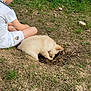 boy, child, puppy, dog, grass, outdoor, hole, curious, white_clothing, shorts, sitting, nature, young, summer, play, investigation, casual, daylight, animal, grass_patch