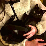 Merlin participe au concours pour gagner de l'argent avec cette photo : person, cat, black_cat, holding, fluffy_jacket, indoor, pet, animal, hand, fur, cozy, warm, comfort, cute, domestic, eyes, face, sitting, closeup, portrait