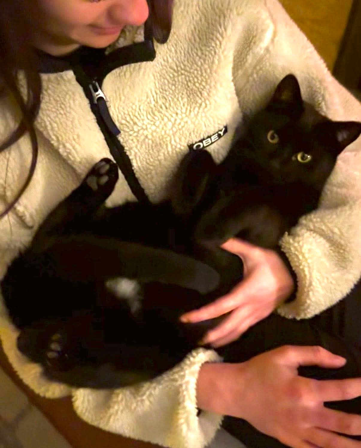 Merlin participe au concours pour gagner de l'argent avec cette photo : person, cat, black_cat, holding, fluffy_jacket, indoor, pet, animal, hand, fur, cozy, warm, comfort, cute, domestic, eyes, face, sitting, closeup, portrait