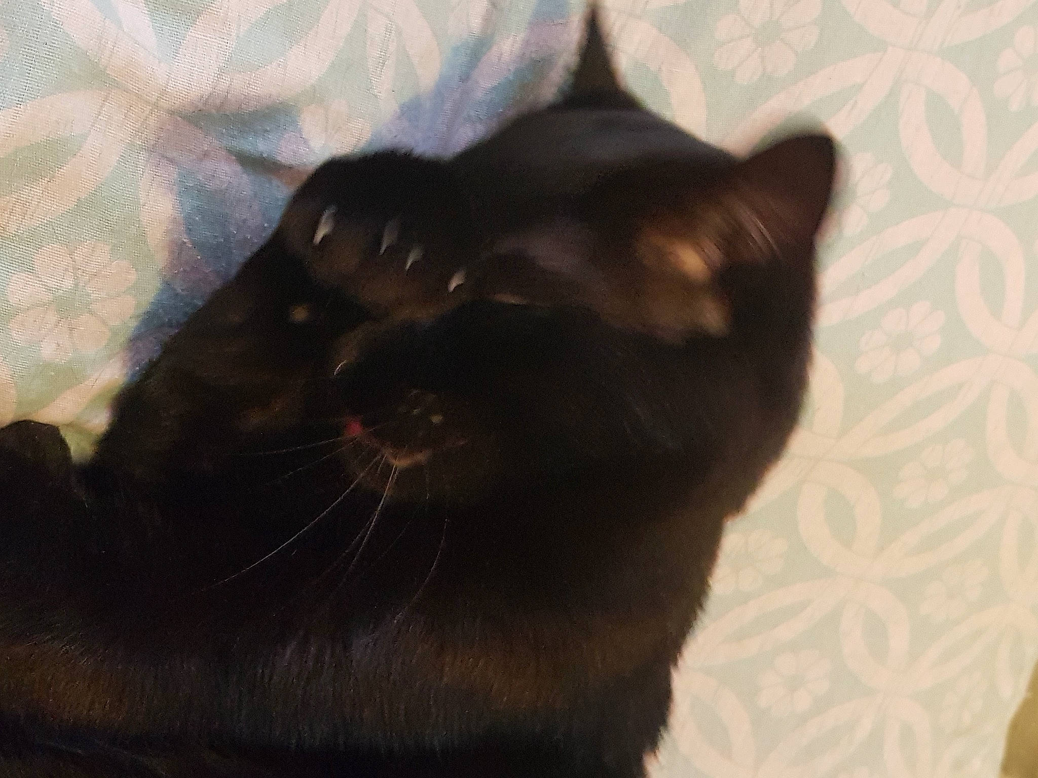 Speed participe au concours pour gagner de l'argent avec cette photo : black_cat, bombay, brown, carnivore, cat, comfort, domestic_short_haired_cat, ear, felidae, fur, grey, plant, sand, small_to_medium_sized_cats, snout, tail, terrestrial_animal, whiskers, window