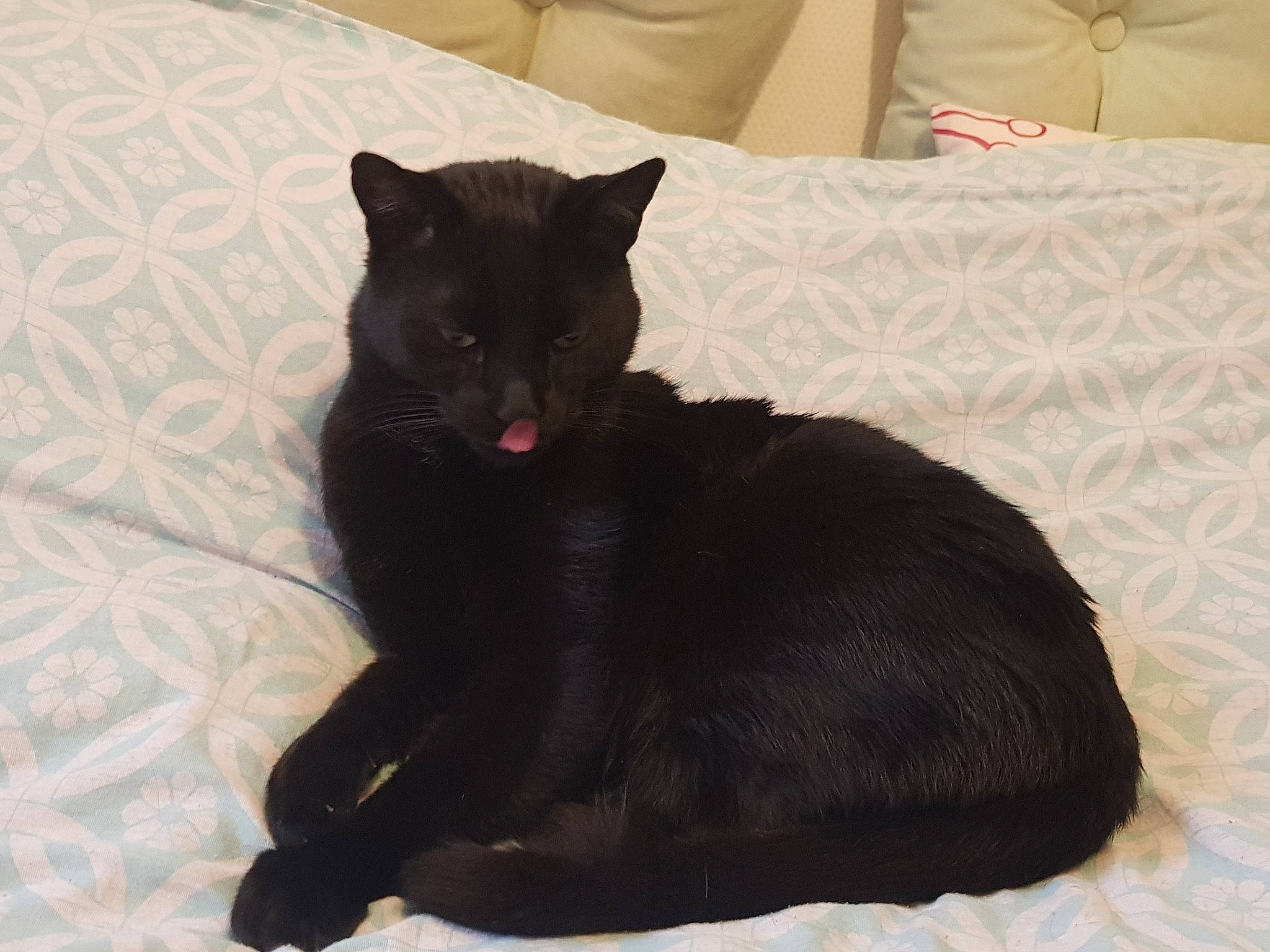 Speed participe au concours pour gagner de l'argent avec cette photo : bed, bedding, black_cat, bombay, carnivore, cat, cat_supply, comfort, couch, domestic_short_haired_cat, felidae, fur, grey, linens, paw, room, small_to_medium_sized_cats, tail, terrestrial_animal, whiskers