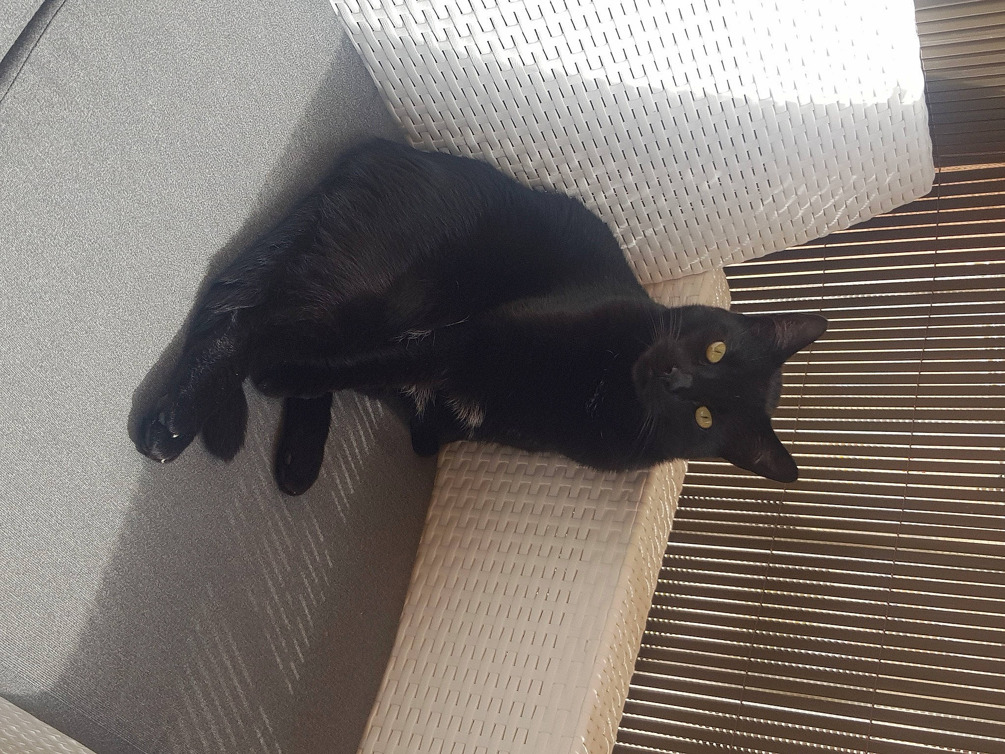 Speed a rejoint le concours — aidez-le/la à gagner de superbes lots ! black_cat, bombay, carnivore, cat, comfort, domestic_short_haired_cat, felidae, floor, flooring, fur, grey, room, shade, shadow, small_to_medium_sized_cats, snout, tail, tints_and_shades, whiskers, wood