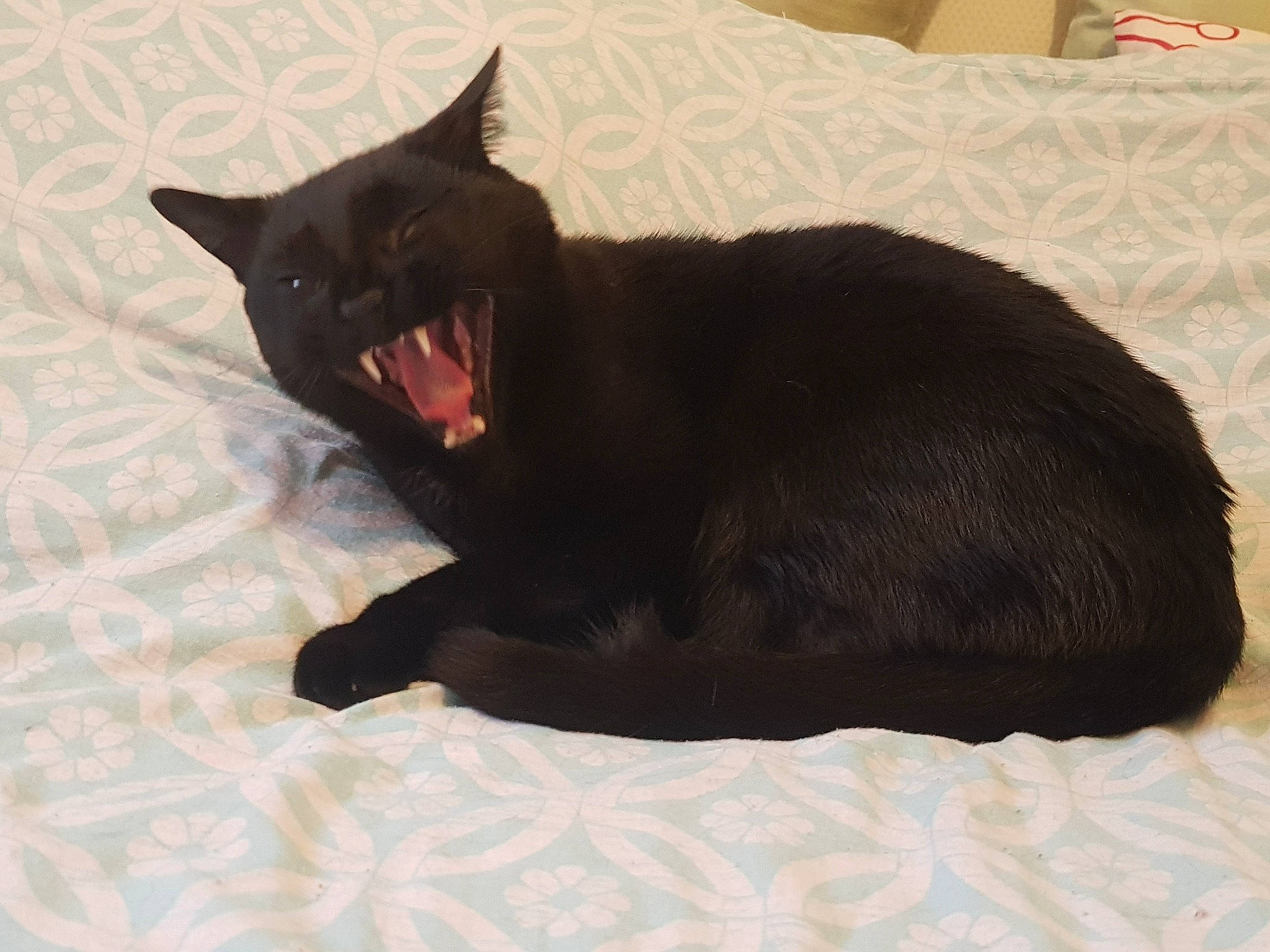 Speed a rejoint le concours — aidez-le/la à gagner de superbes lots ! bed, black_cat, bombay, carmine, carnivore, cat, cat_supply, claw, comfort, dog_breed, domestic_short_haired_cat, fang, felidae, fur, linens, small_to_medium_sized_cats, snout, tail, terrestrial_animal, whiskers