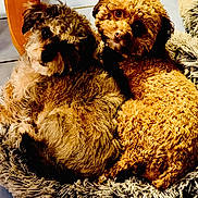 Snickers And Beau joined the competition — help win amazing prizes! dog, two_dogs, curly_fur, fluffy_rug, indoor, pet, cute, snuggling, brown_dog, tan_dog, cozy, looking_up, animal, companion, furry, domestic_animal, floor_tiles, curled_up, relaxed, curious_eyes