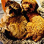 dog, two_dogs, curly_fur, fluffy_rug, indoor, pet, cute, snuggling, brown_dog, tan_dog, cozy, looking_up, animal, companion, furry, domestic_animal, floor_tiles, curled_up, relaxed, curious_eyes