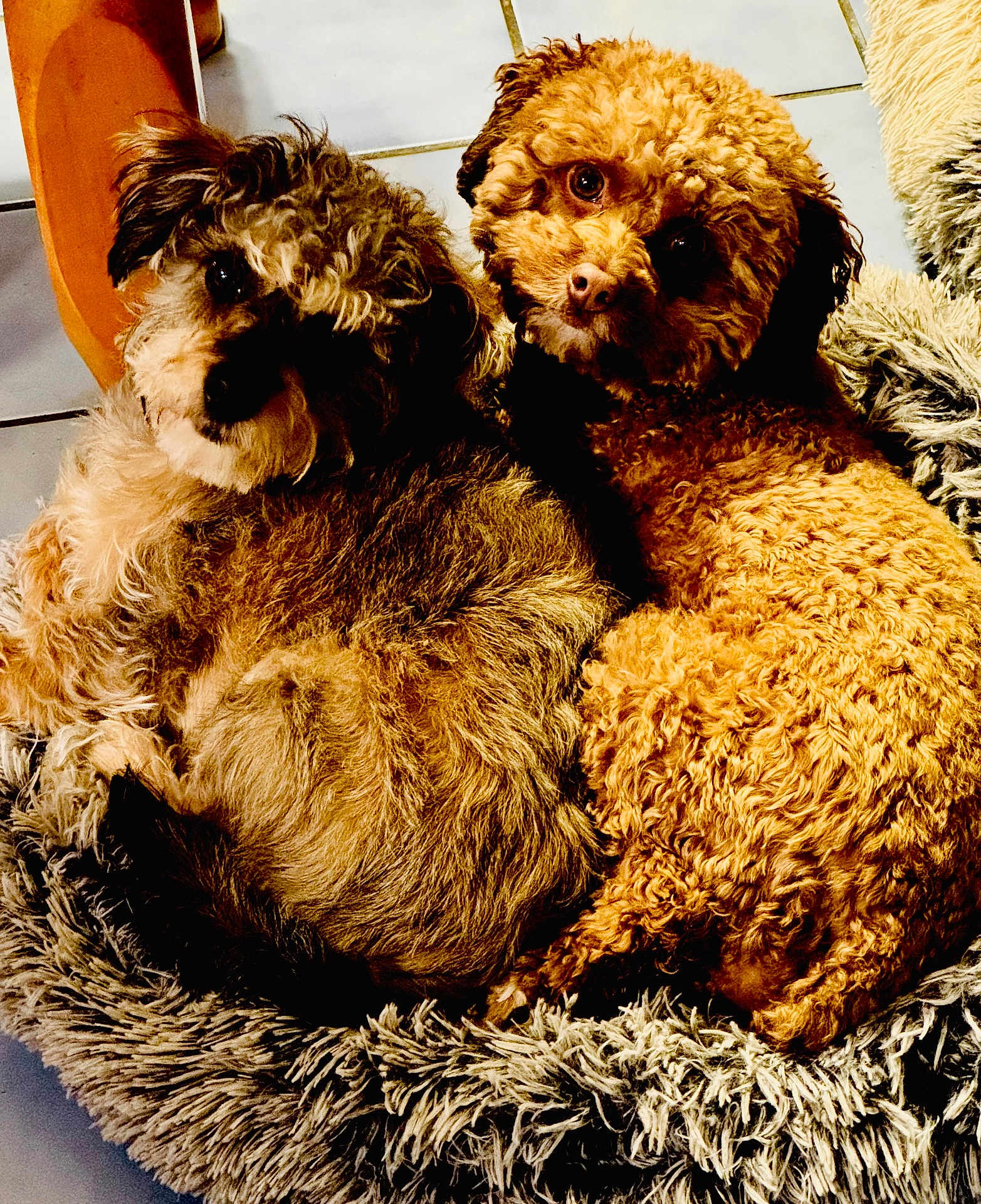 Snickers And Beau joined the competition — help win amazing prizes! dog, two_dogs, curly_fur, fluffy_rug, indoor, pet, cute, snuggling, brown_dog, tan_dog, cozy, looking_up, animal, companion, furry, domestic_animal, floor_tiles, curled_up, relaxed, curious_eyes