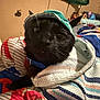 animal, bed, black_cat, blanket, cat, closeup, clothing, colorful, cozy, curious, cute, domestic_animal, fabric, feline, hat, indoor, pet, portrait, resting, striped