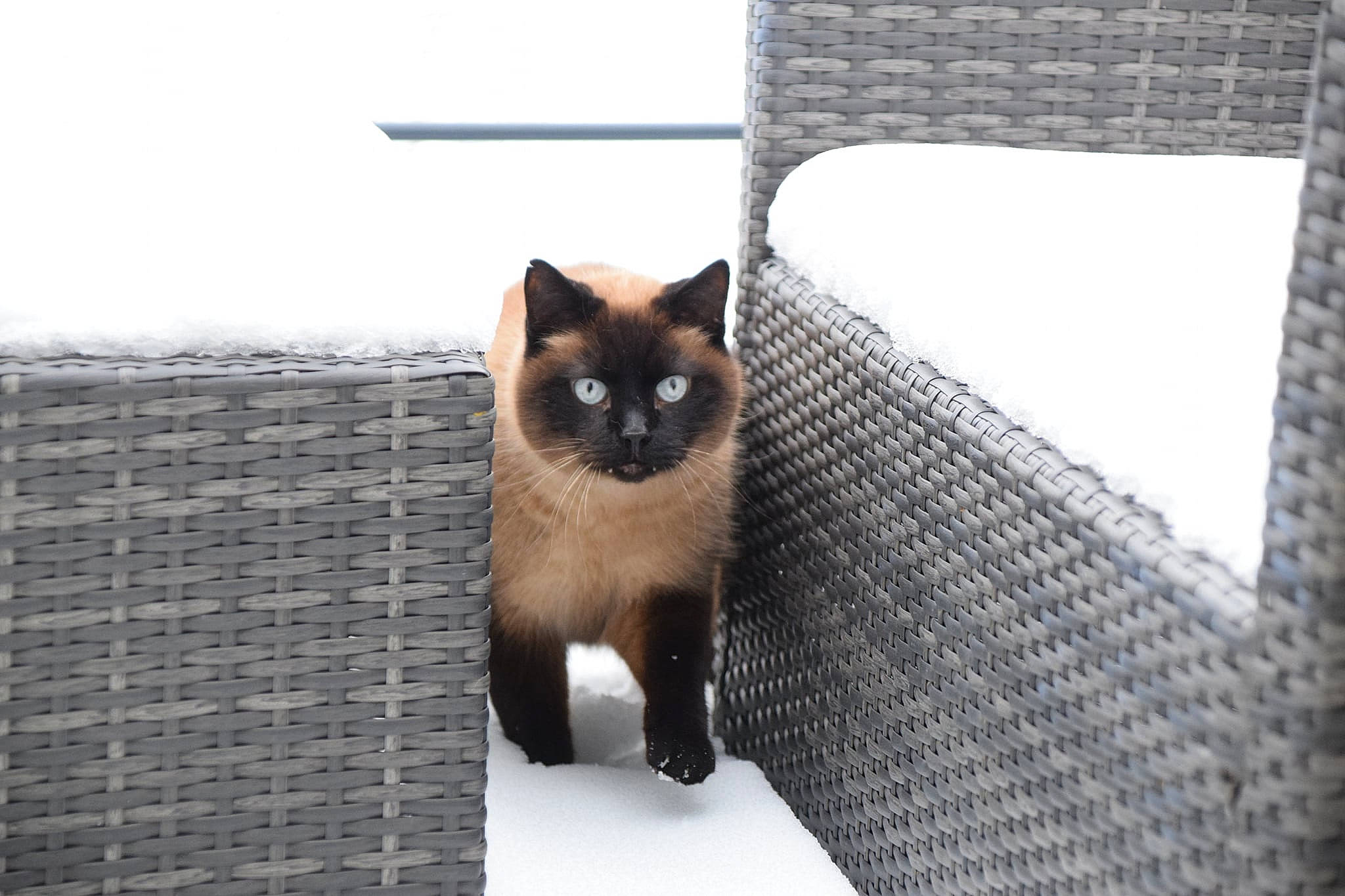 Pandore participe au concours pour gagner de l'argent avec cette photo : balinese, carnivore, cat, domestic_short_haired_cat, fawn, felidae, fur, grey, mesh, metal, pet_supply, siamese, sitting, sky, small_to_medium_sized_cats, snout, snow, tail, whiskers, winter